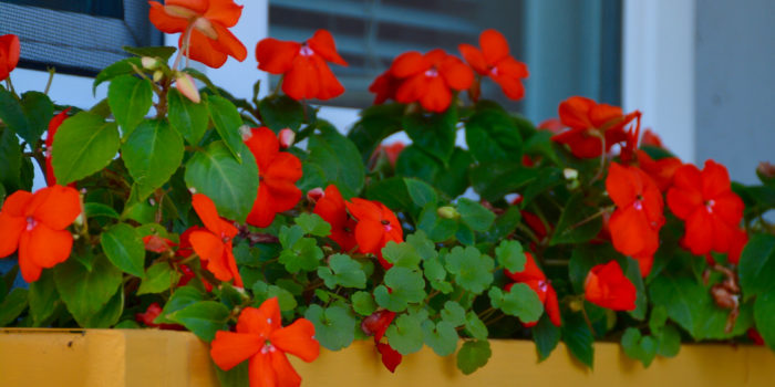 planter box with impatiens