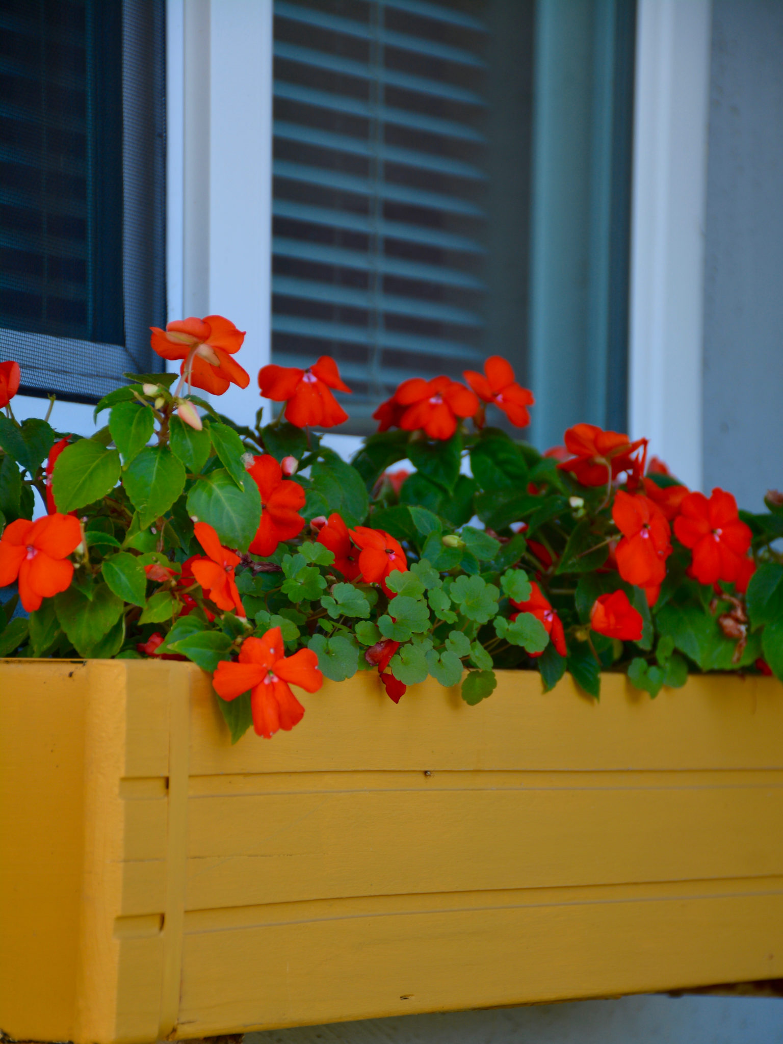 planter box with impatiens