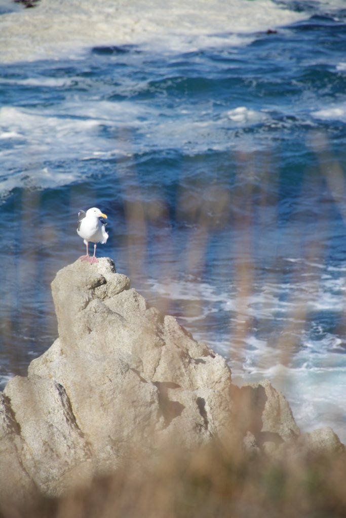 Seagull at Point Lobos