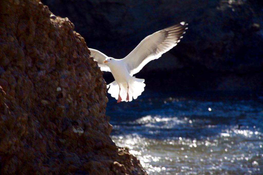 Seagull-landing