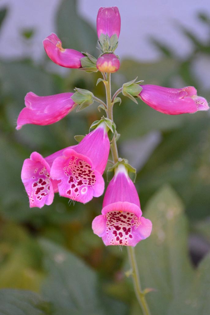 How to propagate foxgloves